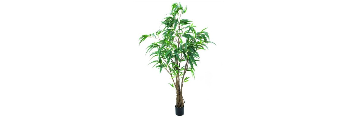 Ficus