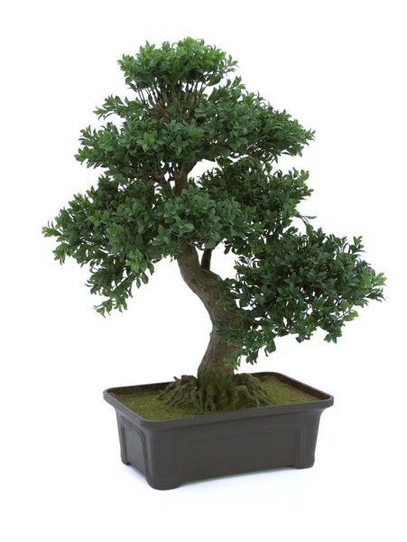 Buchsbonsai, 61 cm