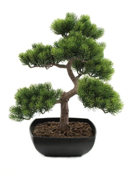 Europalms Bonsai-Pinie, 50cm