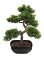 Bonsai-Pinie, 50cm