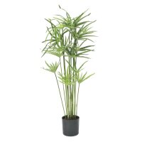 Cyprus grass, 76cm