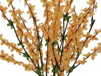 Forsythienbusch, 60cm