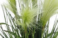 Feather grass, white, 60cm