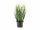 Feather grass, white, 60cm