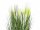 Feather grass, white, 60cm