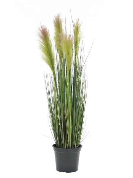 Europalms Federgras, rosé, 90cm