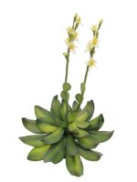 Houseleeks (EVA), yellow, 32cm