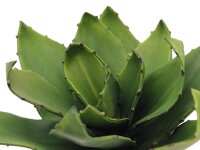 Agave (EVA), green, 45cm