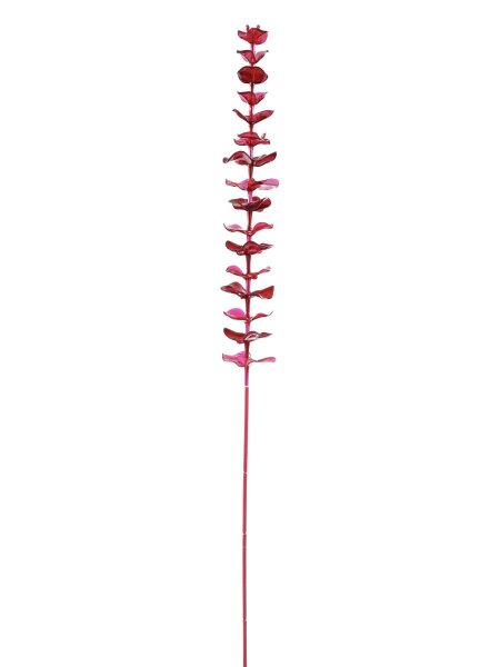 Kristalleucalyptus, burgund, 81cm, 12Stk.