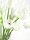 Crystal tulip, white 61cm 12x