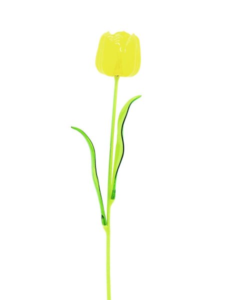 Kristalltulpe, gelb, 61cm, 12Stk.