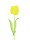 Crystal tulip, yellow 61cm 12x