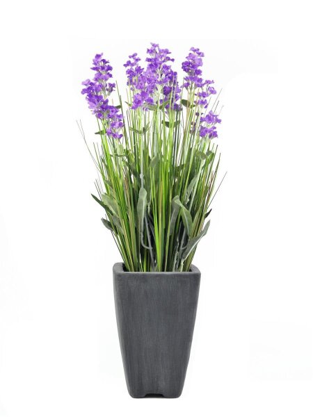 Lavender, purple, in pot, 45cm