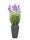 Lavender, purple, in pot, 45cm