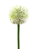 Allium spray, cream, 55cm