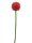 Allium spray, red, 55cm