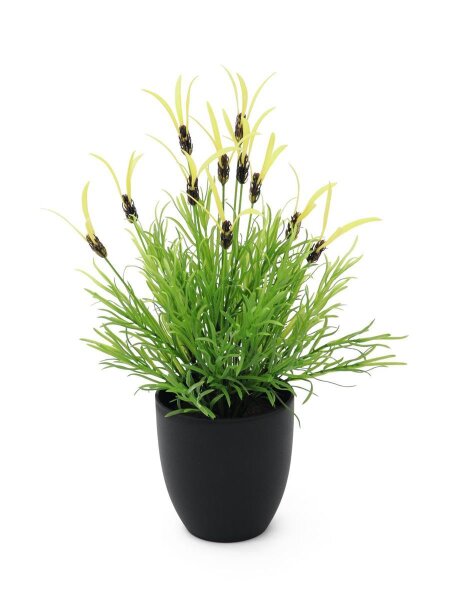 Europalms Feather lettuce, 40cm