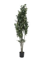 Schefflera, 120cm