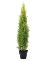 Cypress, Leyland, 120cm