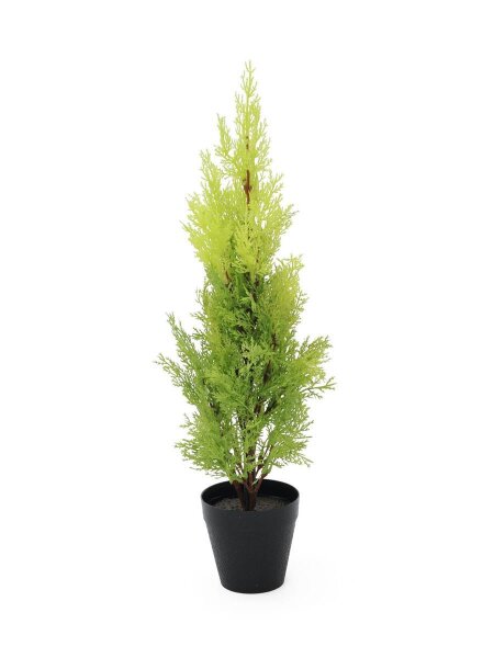 Cypress, Leyland, 60cm