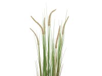 Lampenputzergras, 120cm