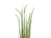 Fountain grass, 120cm