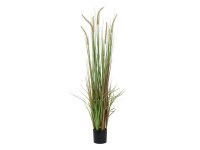 Europalms Lampenputzergras, 120cm