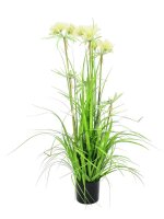 Star grass, 120cm