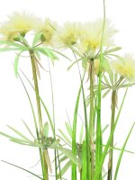 Star grass, 120cm