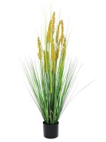 Parrot grass, 120cm