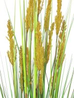 Parrot grass, 120cm