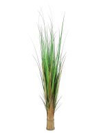 Fox grass, 150cm