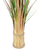 Fox grass, 150cm