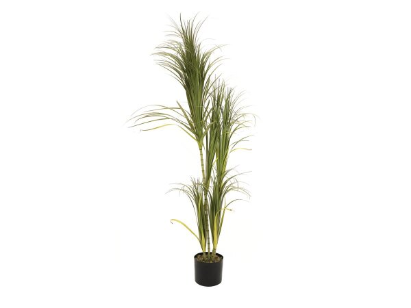 Europalms Dracenabusch, 215cm