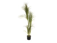 Dracena bush, 215cm