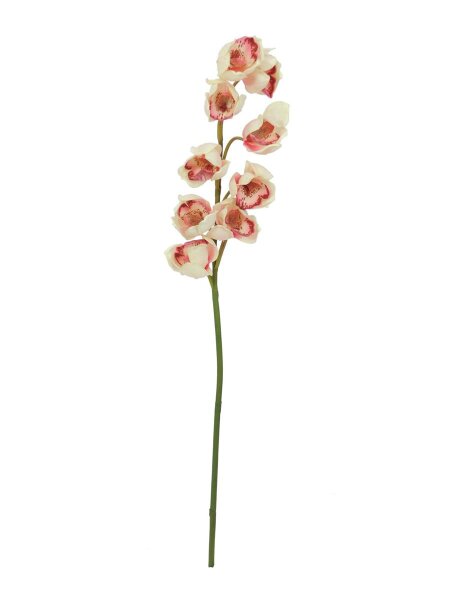 Cymbidium spray, cream-pink, 90cm