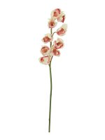 Cymbidiumzweig, creme-pink, 90cm