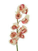 Cymbidium spray, cream-pink, 90cm