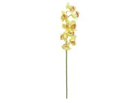 Cymbidium spray, yellow, 90cm