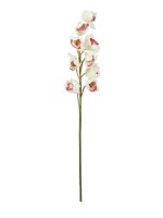 Cymbidium spray, white-pink, 90cm