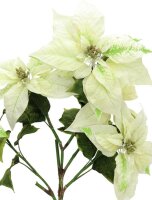 Poinsettia bush, cream, 60cm