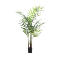 Areca palm with big leaves, 125cm