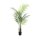 Areca palm with big leaves, 125cm