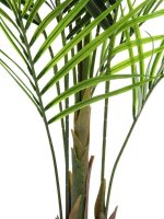 Areca palm with big leaves, 165cm