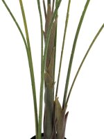 Großblatt-Areca, 185cm
