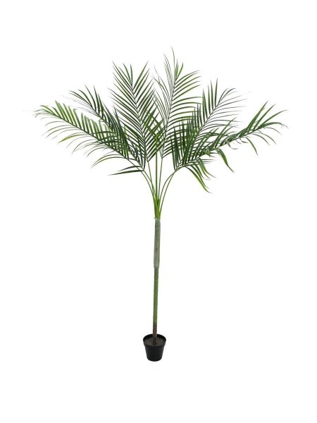 Areca deluxe, 180cm