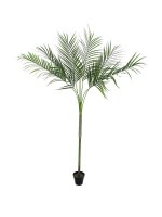 Areca Palm with big leaves, 180cm