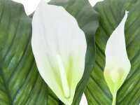 Spathiphyllum deluxe, 83cm