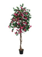 Bougainvillea, red, 150cm