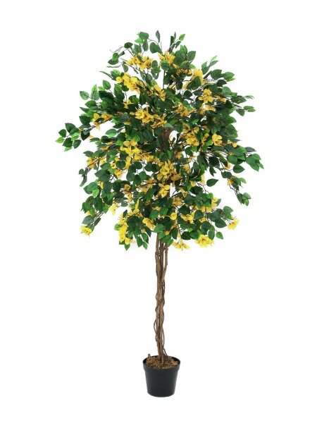 Bougainvillea, yellow, 180cm
